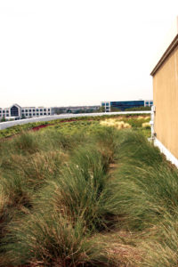 Figure 3 Medical center building 251 green roof. Photo courtesy of Webb Architects (Houston, Texas).