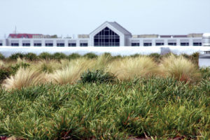Figure 2 Medical center building 251 green roof. Photo courtesy of Webb Architects (Houston, Texas).