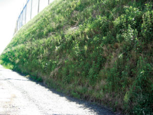 Figure 3 Vegetated face of MSE berm at landfill