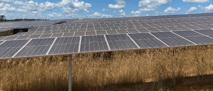 Solar panels in a solar field in operation with tall grass
