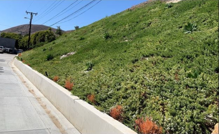 Propex ARMORMAX vegetation establishment two years after installation in Malibu, California